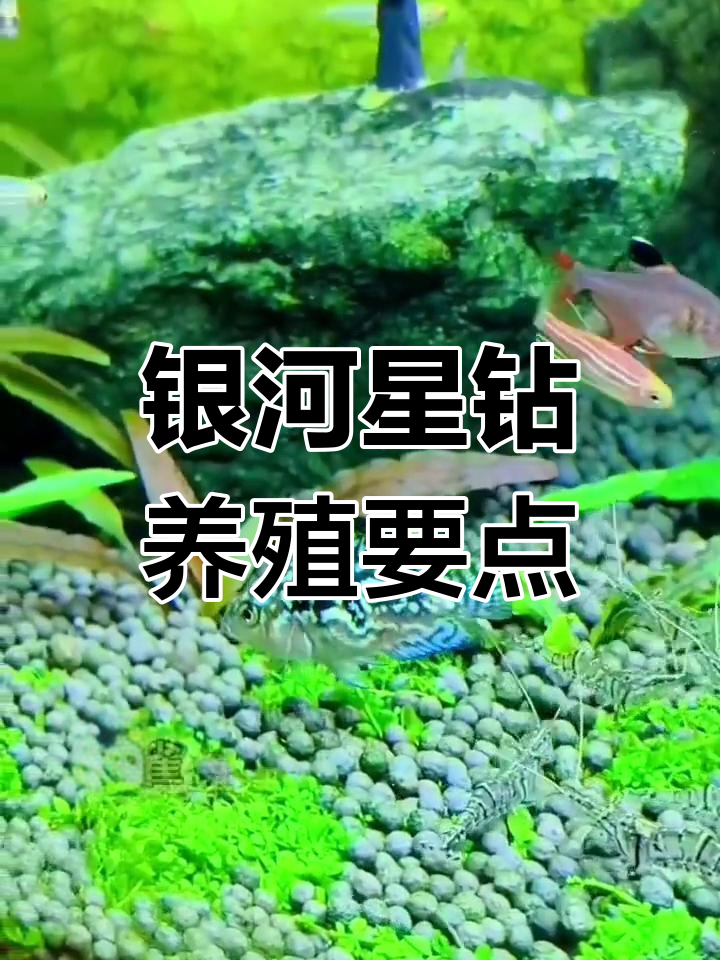 银河星钻饲养全攻略:水质、水温与混养技巧