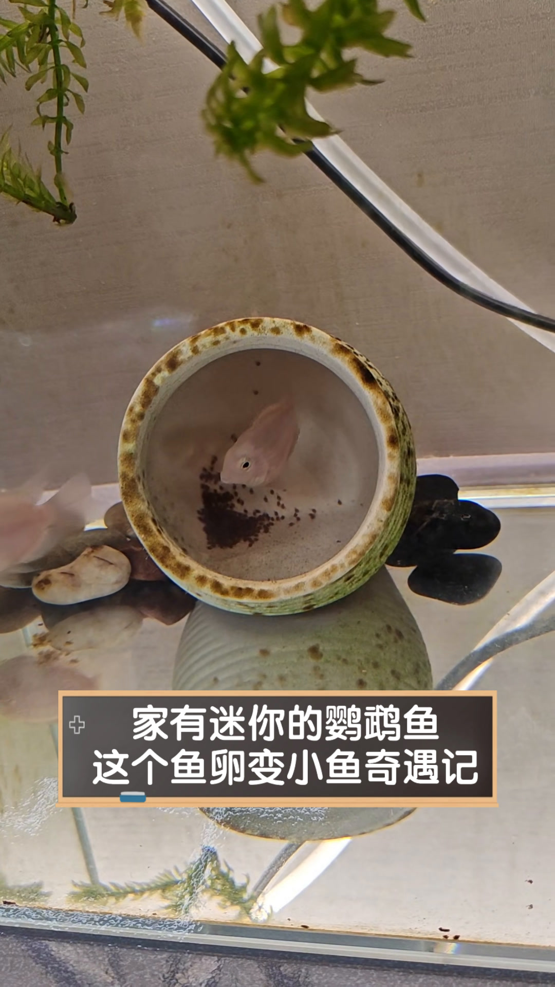 家有迷你的鹦鹉鱼,这个鱼卵变小鱼奇遇记
