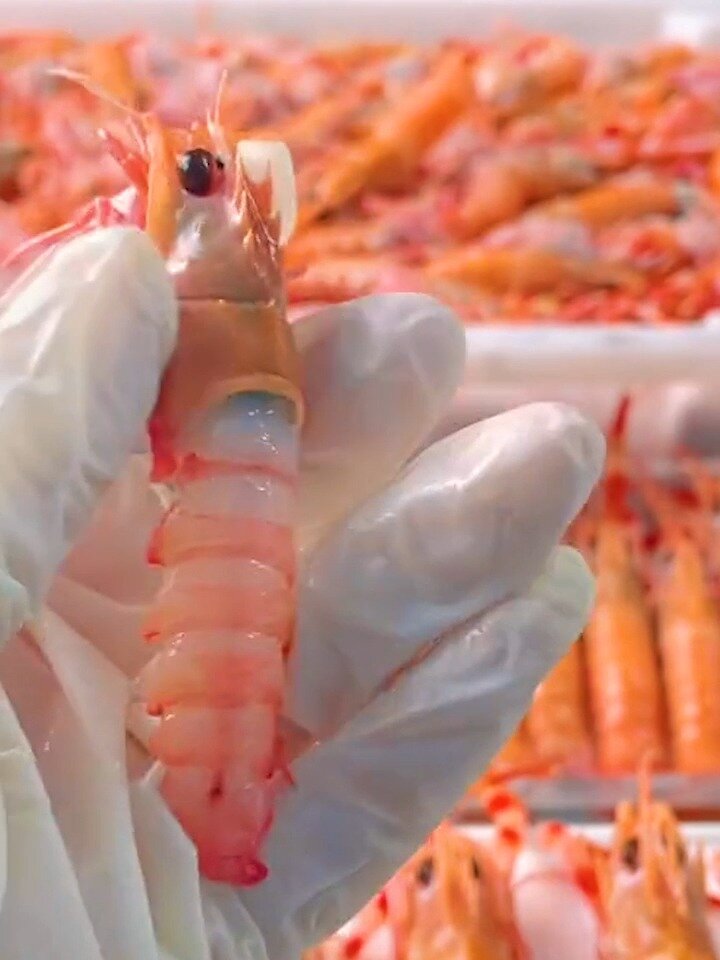 教你如何正确的剥海鳌虾,一学就会