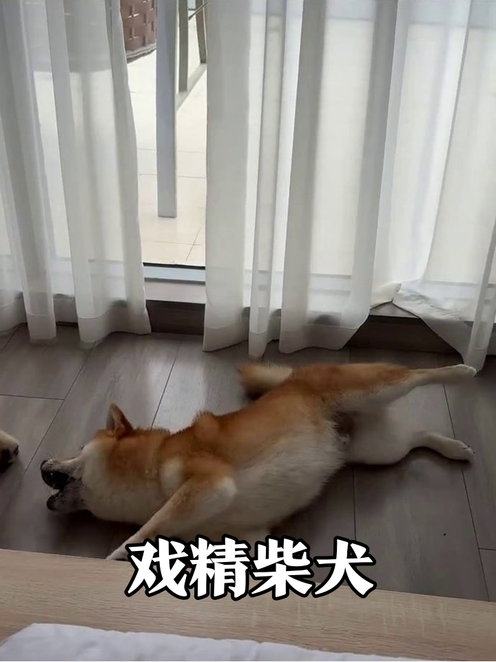 柴犬碰瓷式翻滚笑翻网友,露肚撒娇求关注