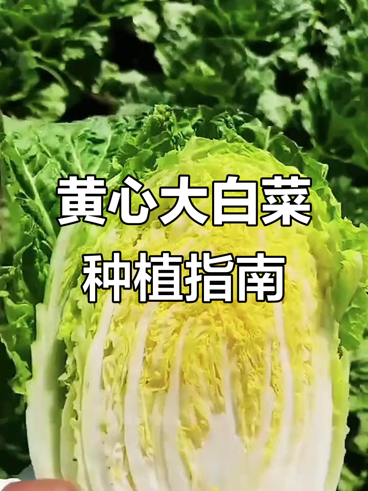 秋早大黄芯白菜,北方必备酸菜品种!