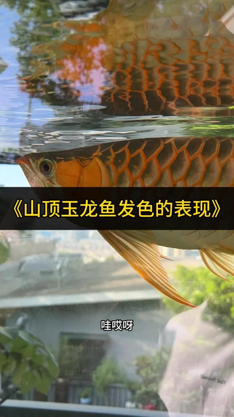 小鱼打底超重要,长大发色少操心 小龙小虎喂这个,鳞片像婴儿皮肤透亮亮的,长大了发色均匀不斑