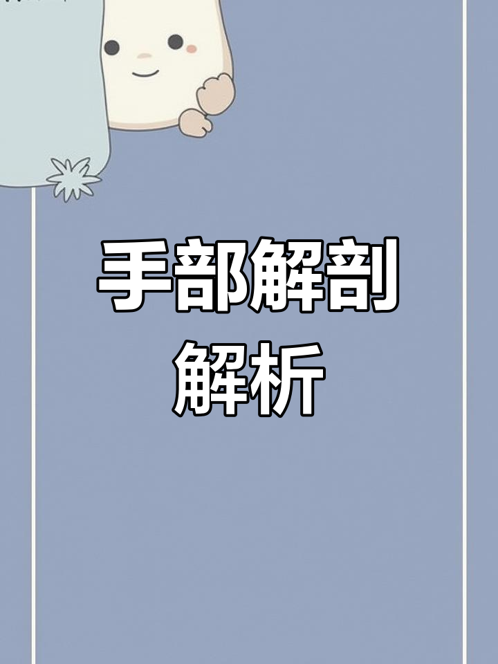 了解手掌神经与肌肉分布