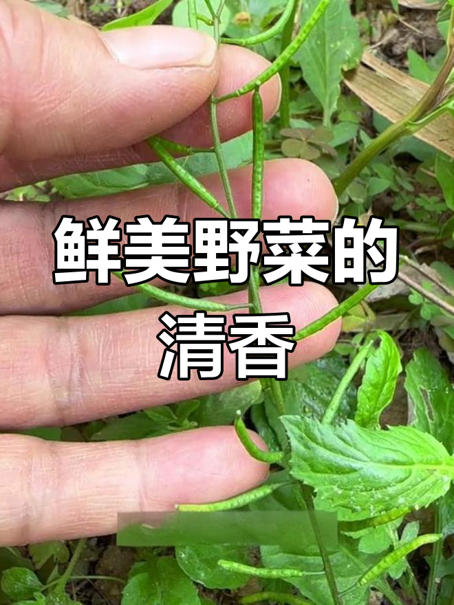 塘葛菜:两广地区的独特美味