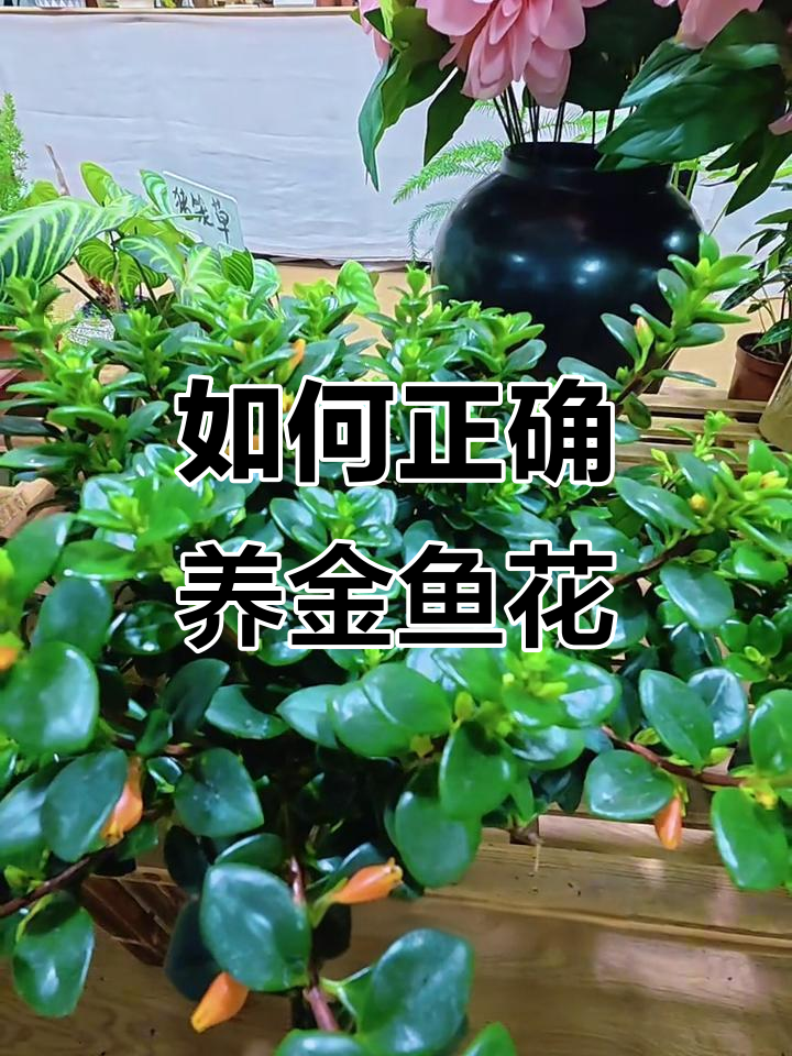 金鱼花养护全攻略:浇水、光照技巧大揭秘