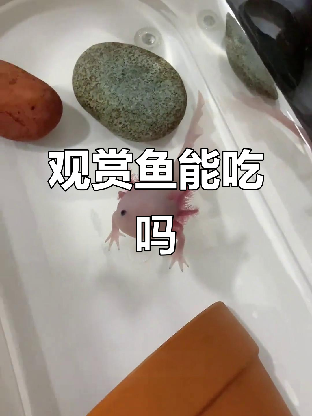 这些鱼能吃吗？六角恐龙、绿鳍和海鲸鱼的真相