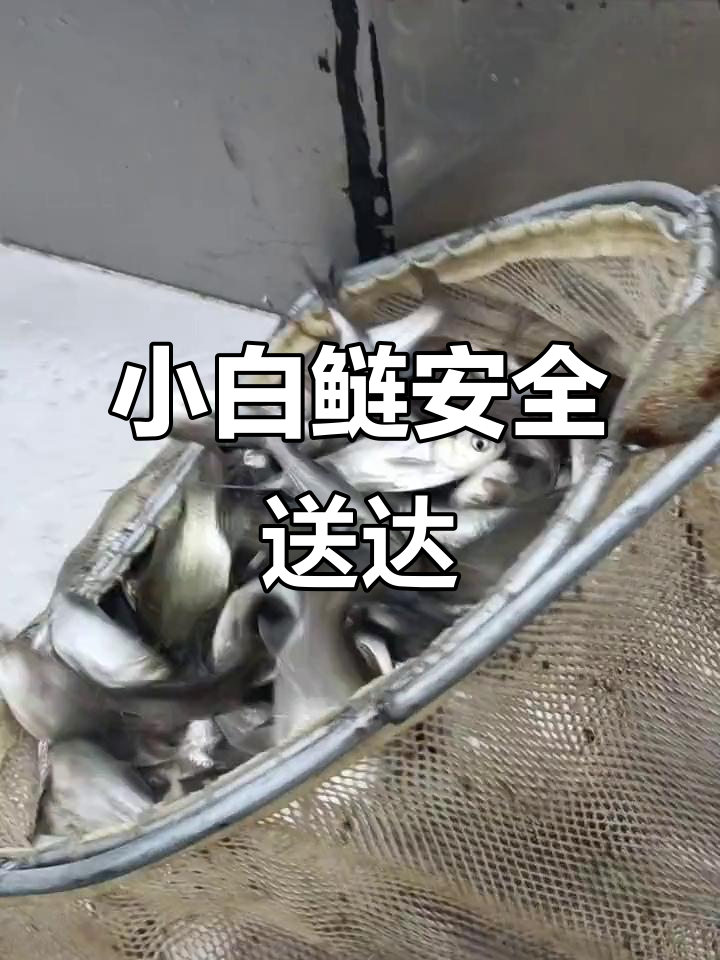 一斤30多尾小白鲢顺利抵达安徽芜湖客户塘口,放鱼现场实拍