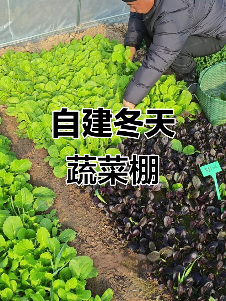 冬季小菜棚：用一千多打造自给自足的蔬菜园