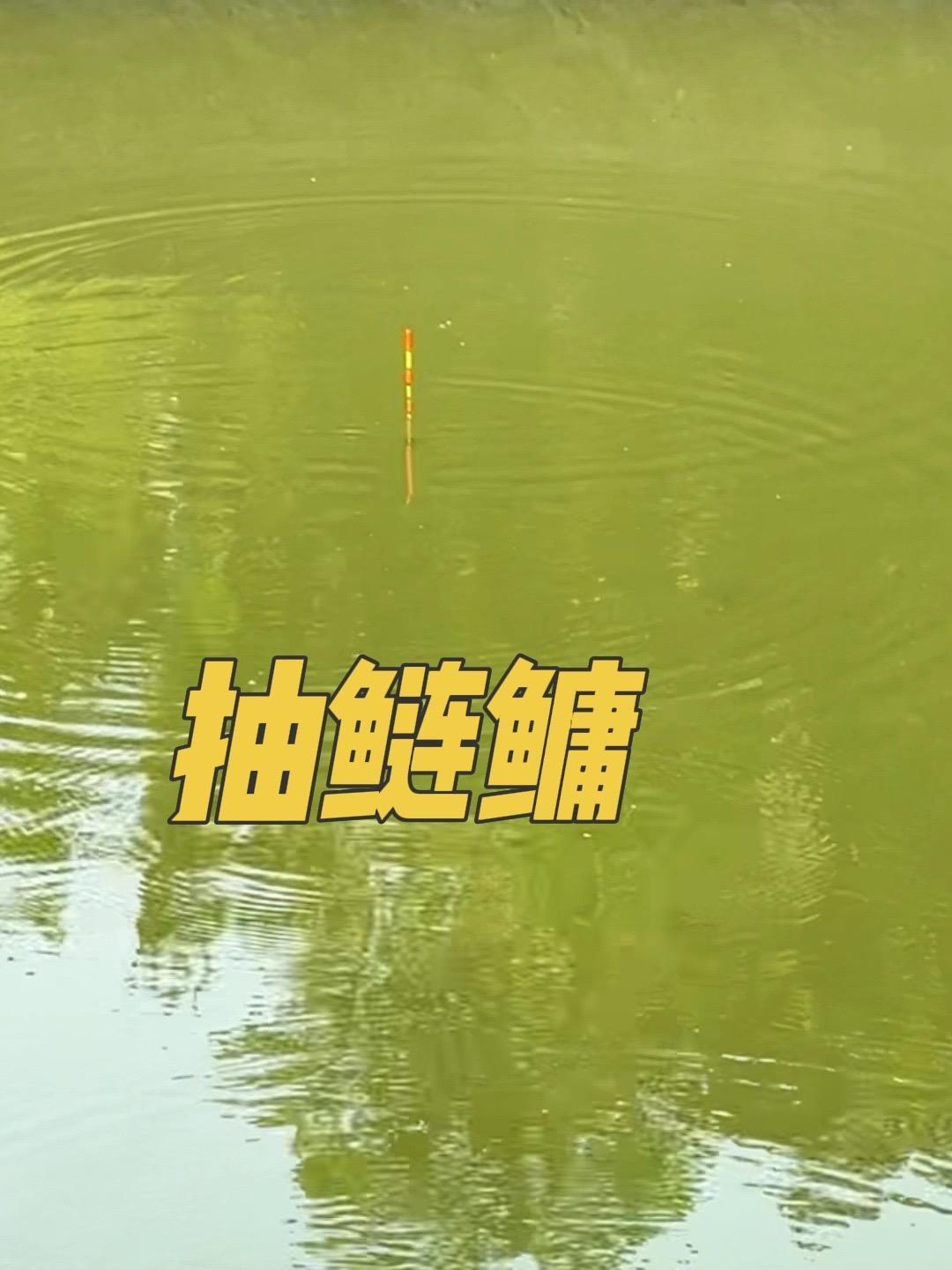 原创视频 户外钓鱼 浮钓鲢鳙 抽花白鲢如何调漂、如何选漂技巧分享
