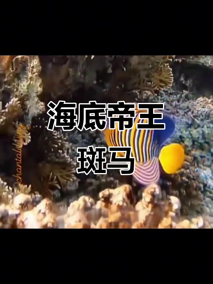 帝王斑马神仙鱼:海底的华丽“毛巾”