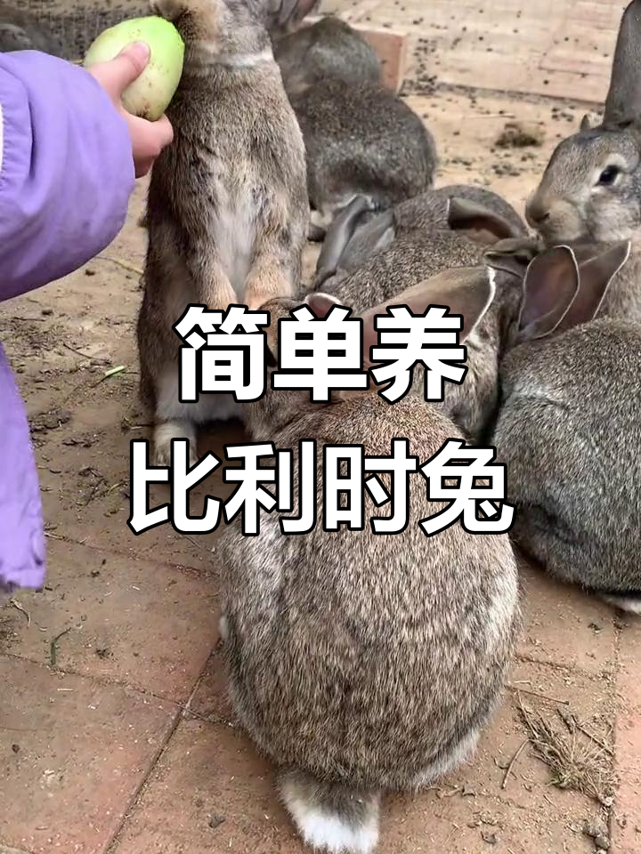 比利时肉兔饲养技术