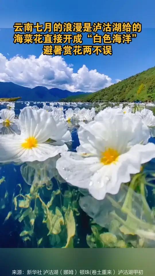 云南七月的浪漫是泸沽湖给的 海菜花直接开成“白色海洋”