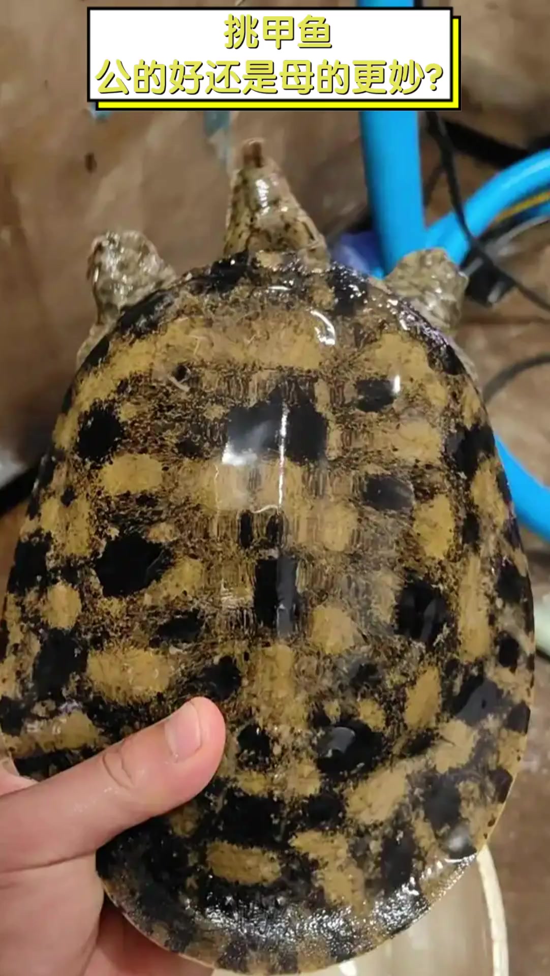 挑甲鱼,公的好还是母的更妙?