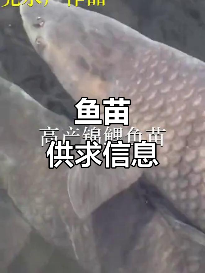 东莞、广州鱼苗场，深圳放生鱼类供应