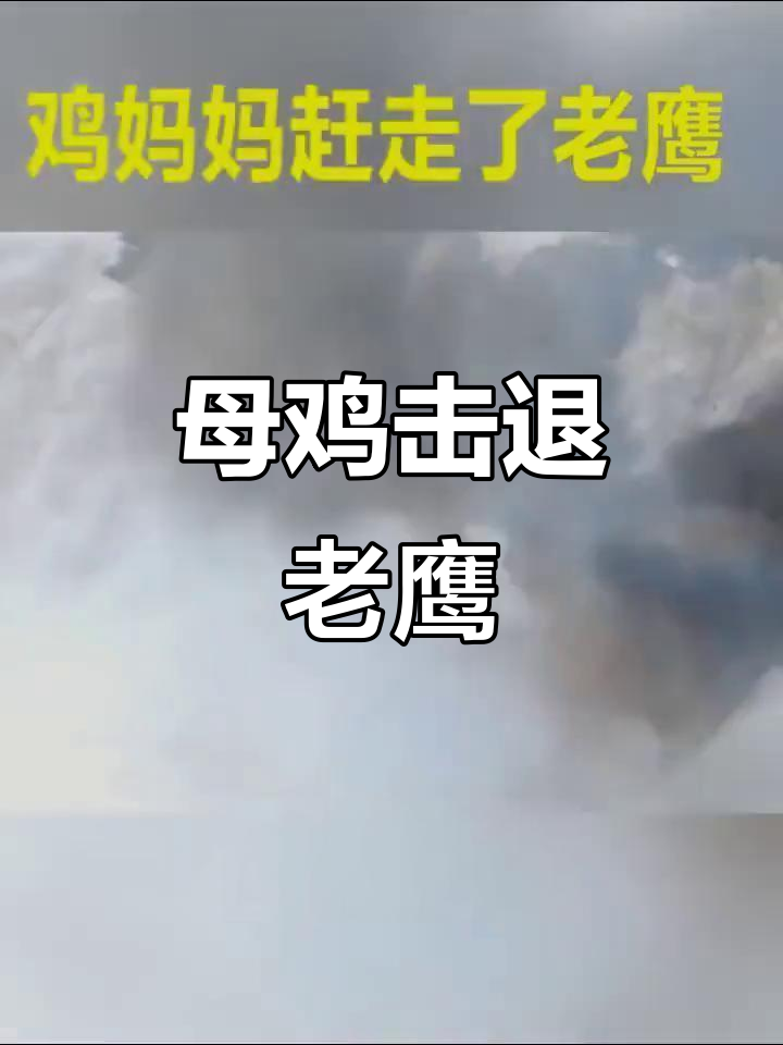 母鸡勇斗老鹰,成功赶走猛禽
