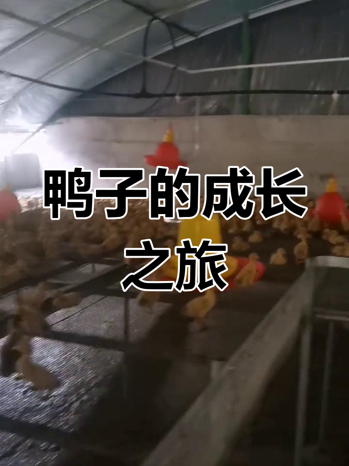 鸭子成长全纪录,见证从孵化到成熟的每一个瞬间