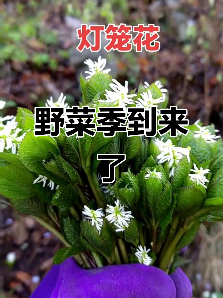 野菜季节来临,大山里的灯笼花盛开,真是让人兴奋!