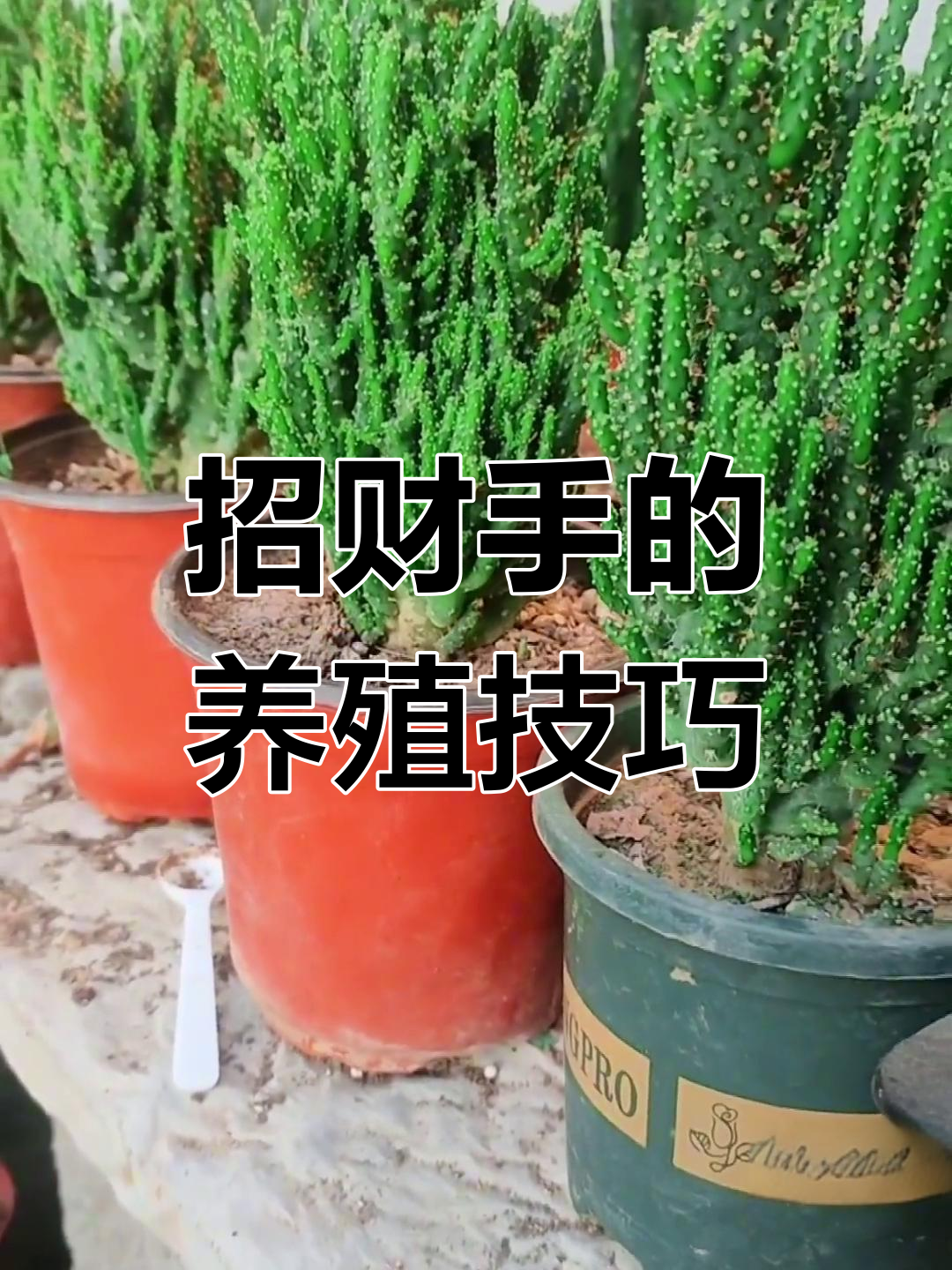 招财手养护全攻略:如何防止烂根