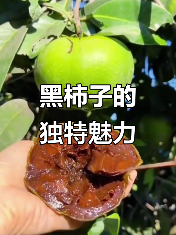 福建巧克力黑柿子,口感如丝般细腻,吃上一口停不下来