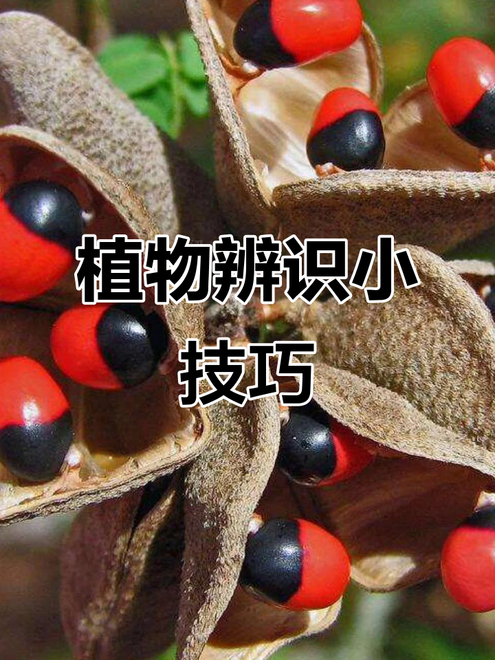 相思豆藤与鸡骨草区别,选购时需仔细辨别