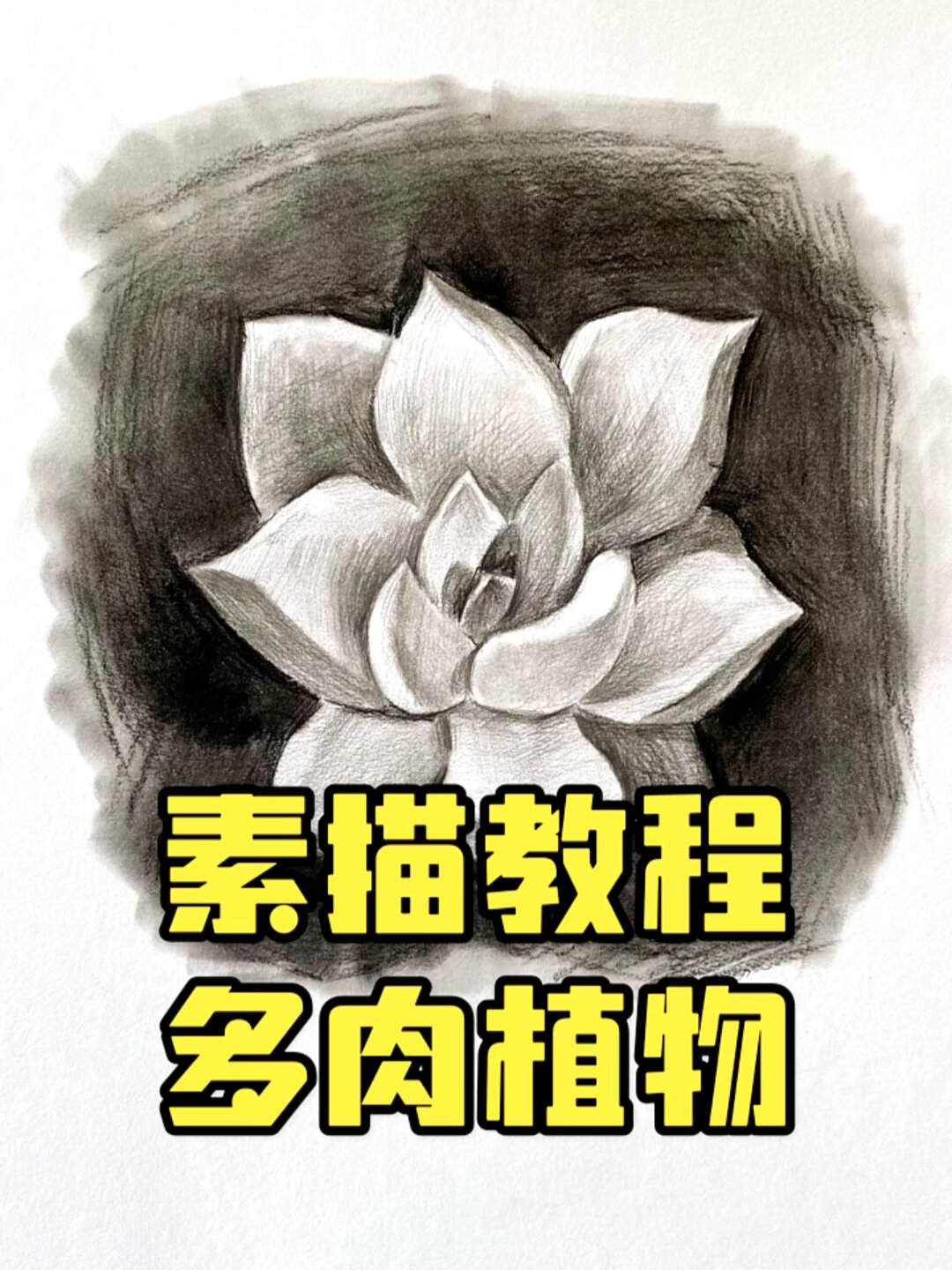 素描多肉植物