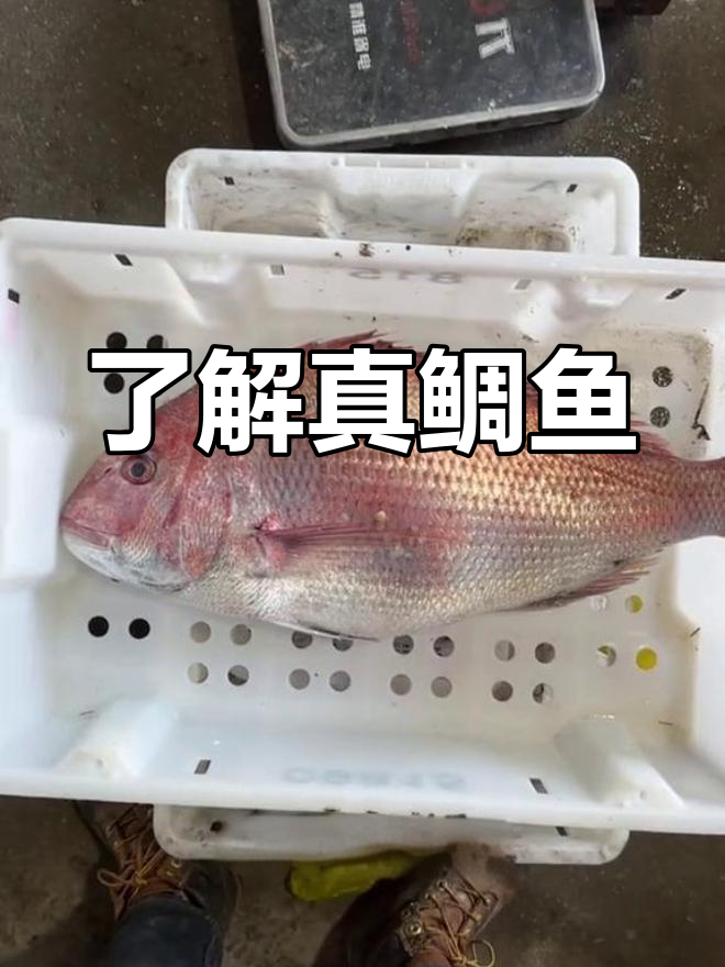 真鲷鱼的秘密:从美食到栖息地全揭秘