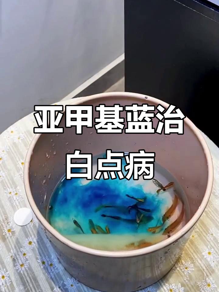 11月用亚甲基蓝,轻松搞定白点水霉病鱼缸消毒