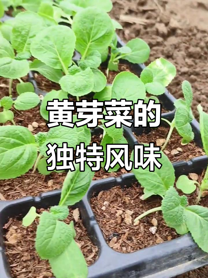 江苏黄芽菜,口感独特,娃娃菜比东北的更美味!