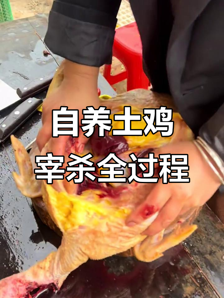 贵阳朋友定制的农村土鸡,宰杀过程全记录