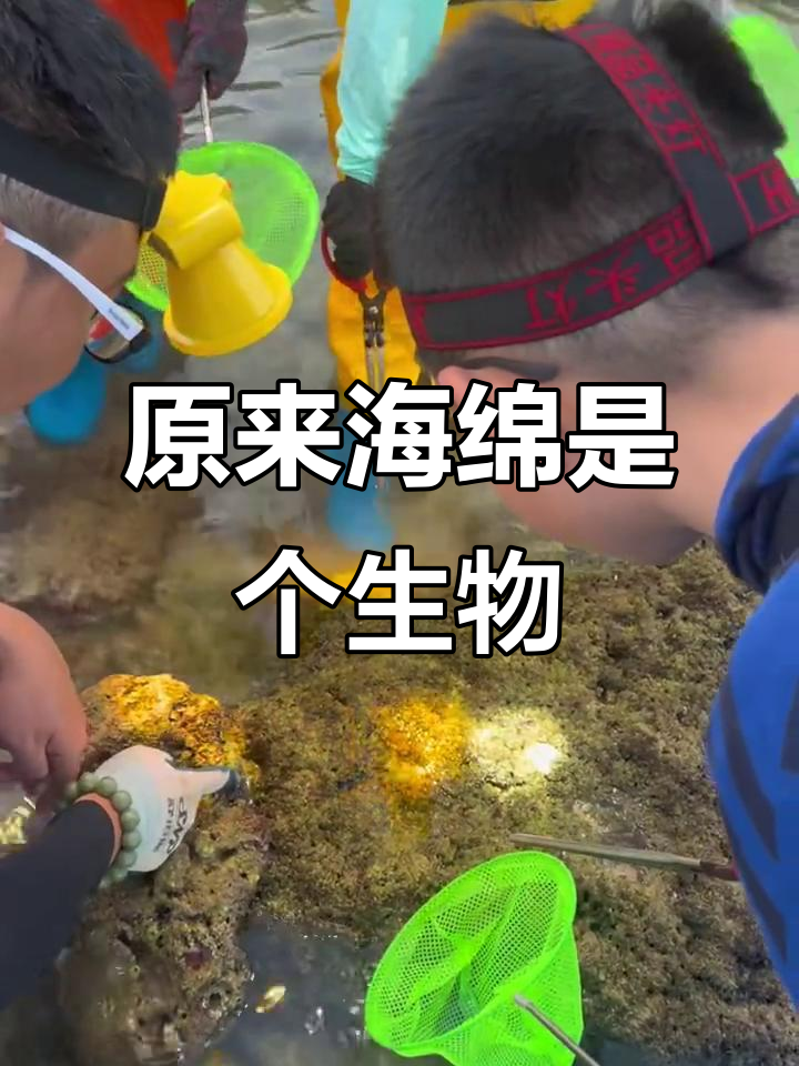海绵宝宝原型竟是这种动物,竟然不是家里用的海绵!