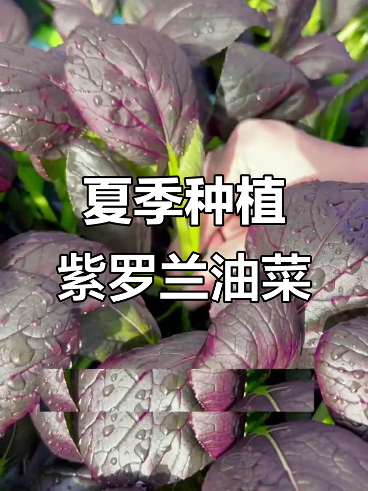 7月正是种紫罗兰油菜的最佳时机,耐热又易管理