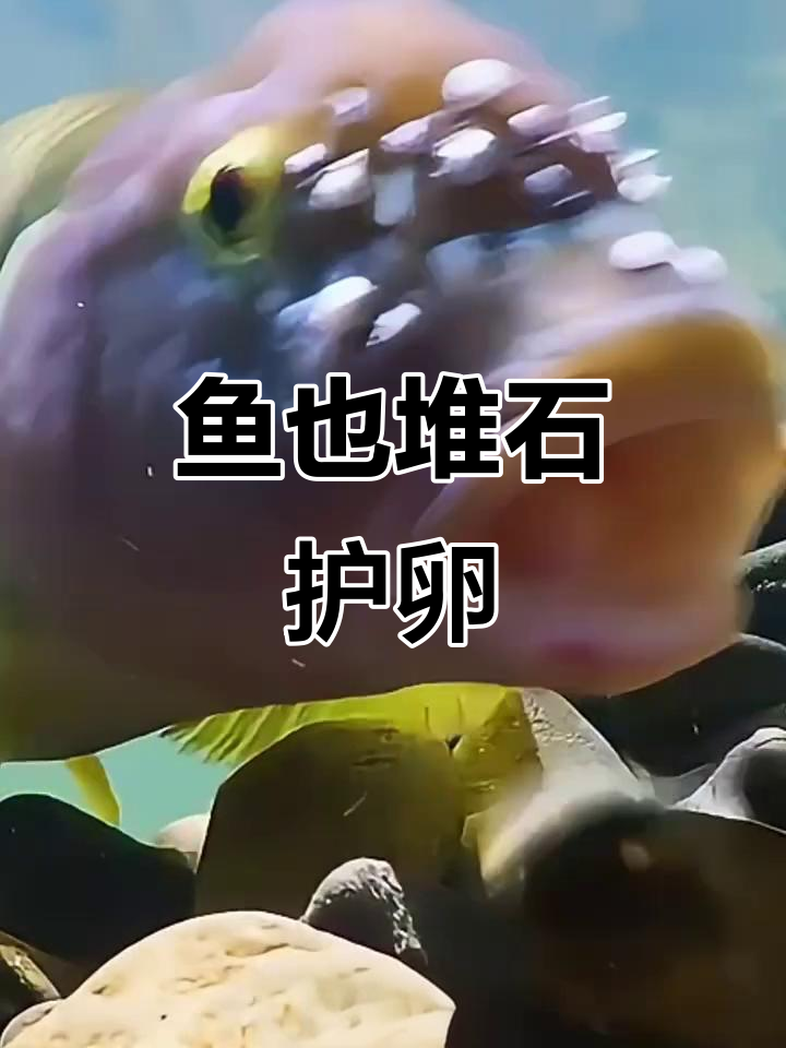 小鱼搬石头竟是为了保护后代，真让人意外！