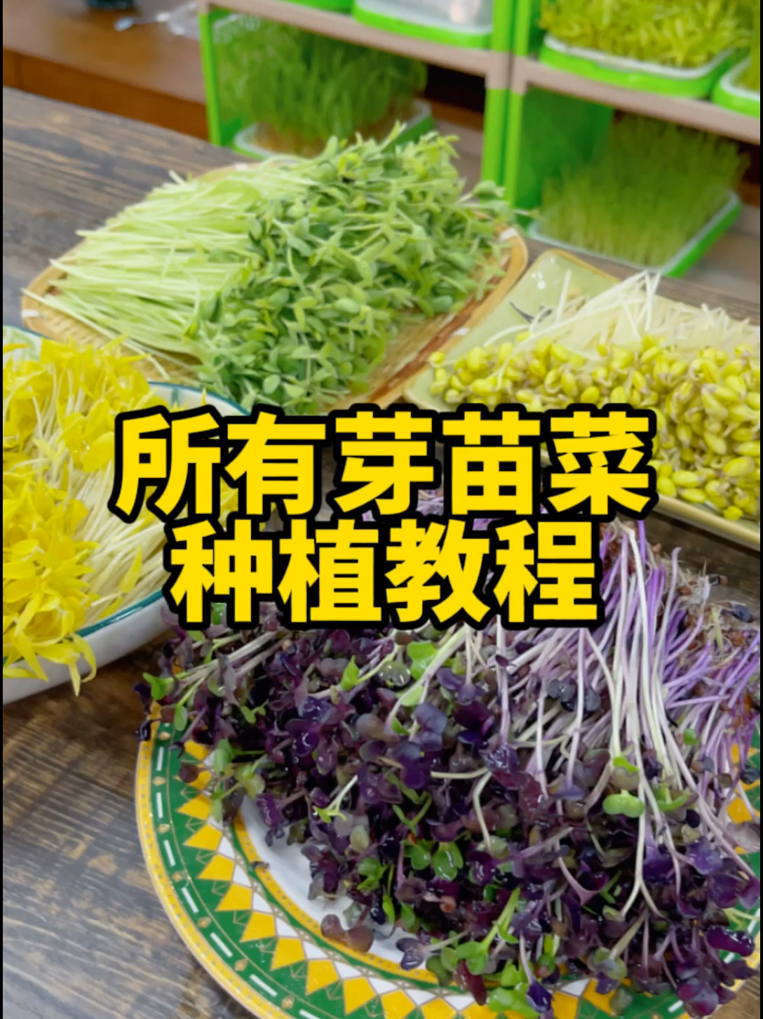 所有芽苗菜的种植教程