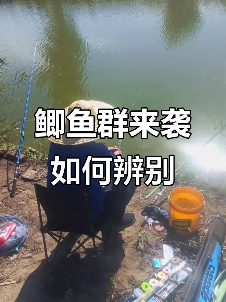 鲫鱼进窝的标志：看气泡和动静判断密度