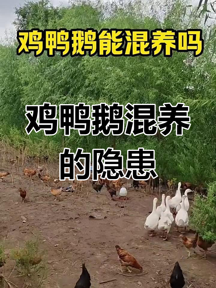 鸡鸭鹅混养弊端多,这些问题你注意了吗?