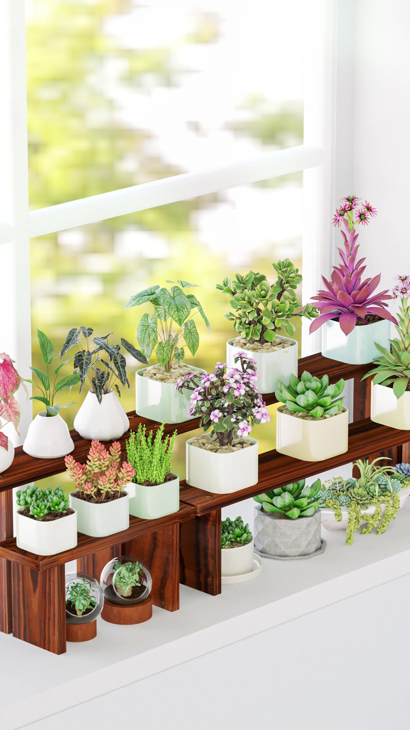 10种高颜值美人系多肉