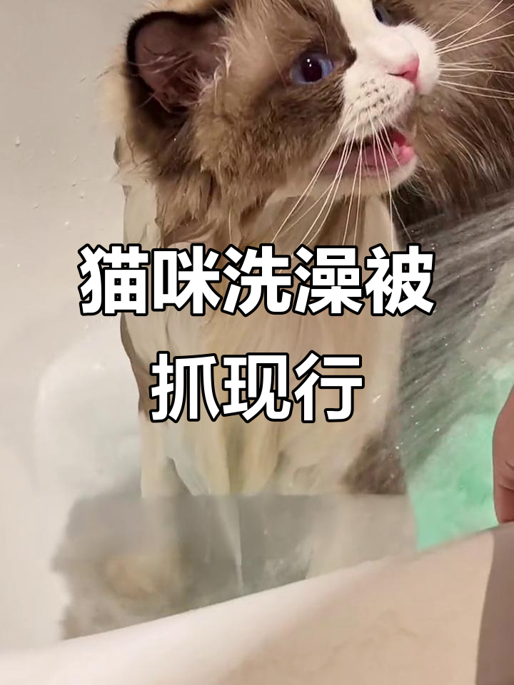 布偶猫洗澡被偷看,表情超搞笑