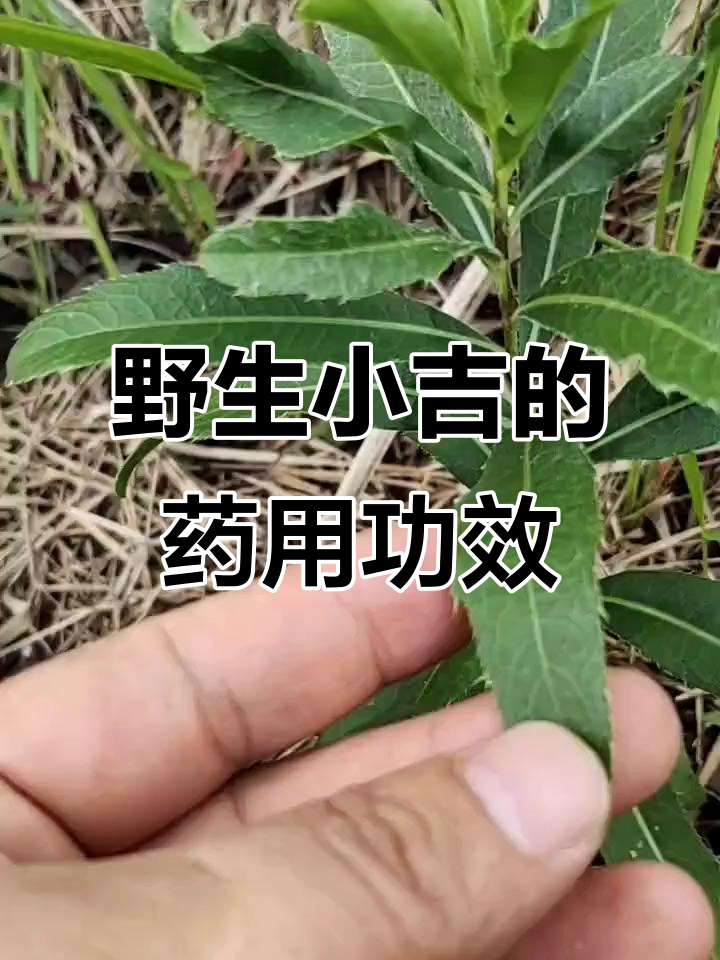 小吉刺儿菜:田间常见却有高药用价值,根茎皆可入药