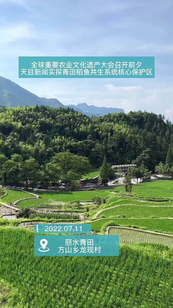 一亩田百斤鱼千斤粮万元钱 浙江青田稻鱼共生系统激发共同富裕新动能