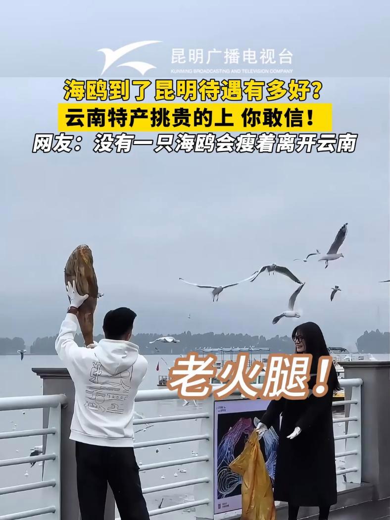 海鸥到了昆明待遇有多好?云南特产挑贵的上你敢信!网友:没有一只海鸥会瘦着离开云南!海鸥 云