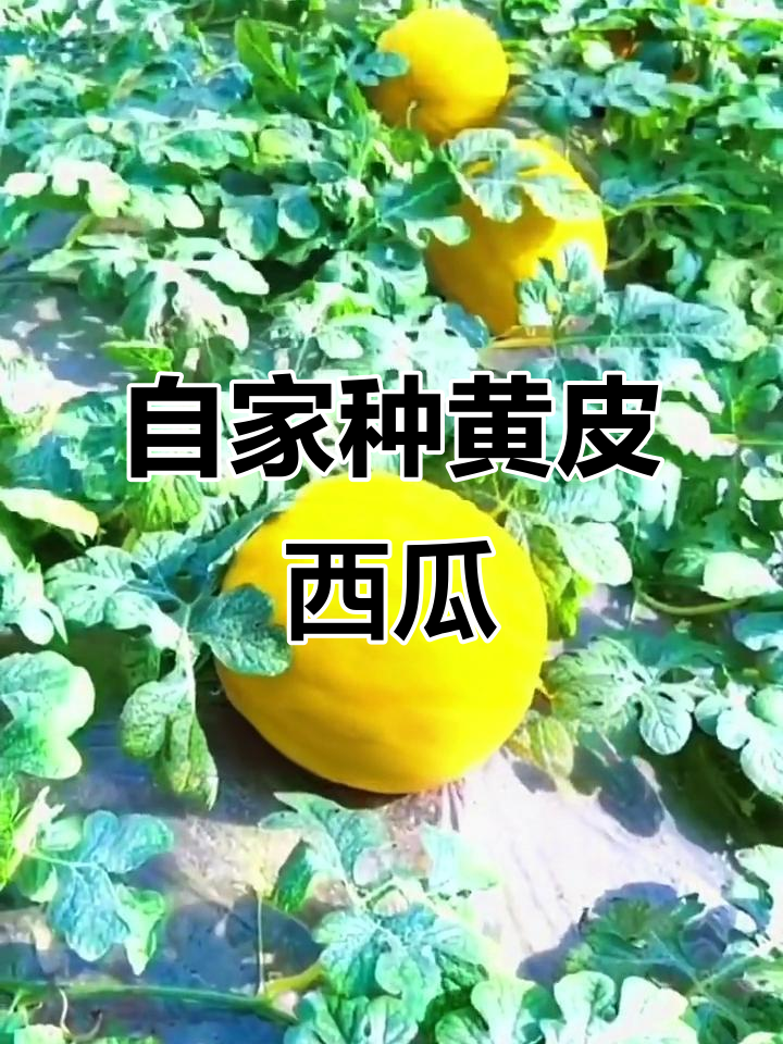 黄皮西瓜,薄皮脆肉超甜!家庭种植轻松搞定