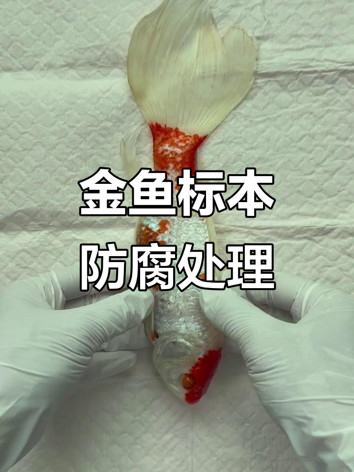 金鱼标本制作大揭秘：从香料到造型的完美重生