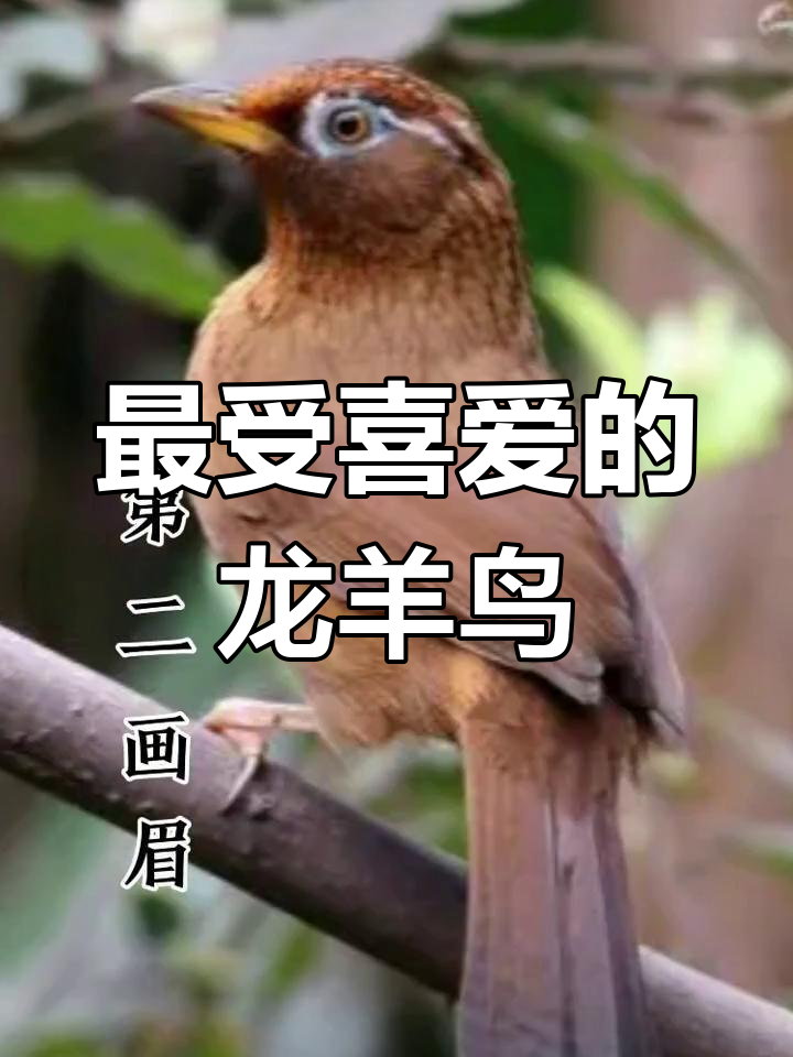 龙羊鸟文化中的十大受欢迎种类