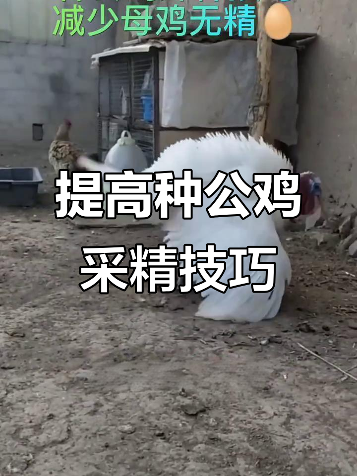 如何提高种公鸡的采精率?三招搞定