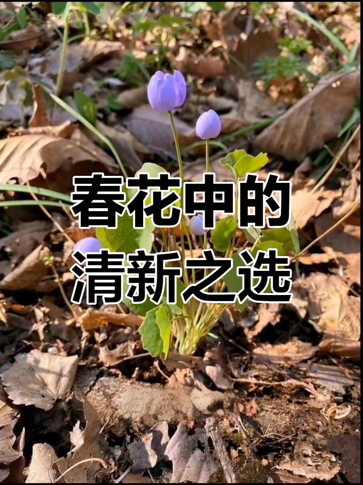 东北山野草鲜黄连的独特魅力