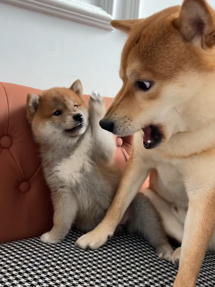 柴犬奇怪的叫声