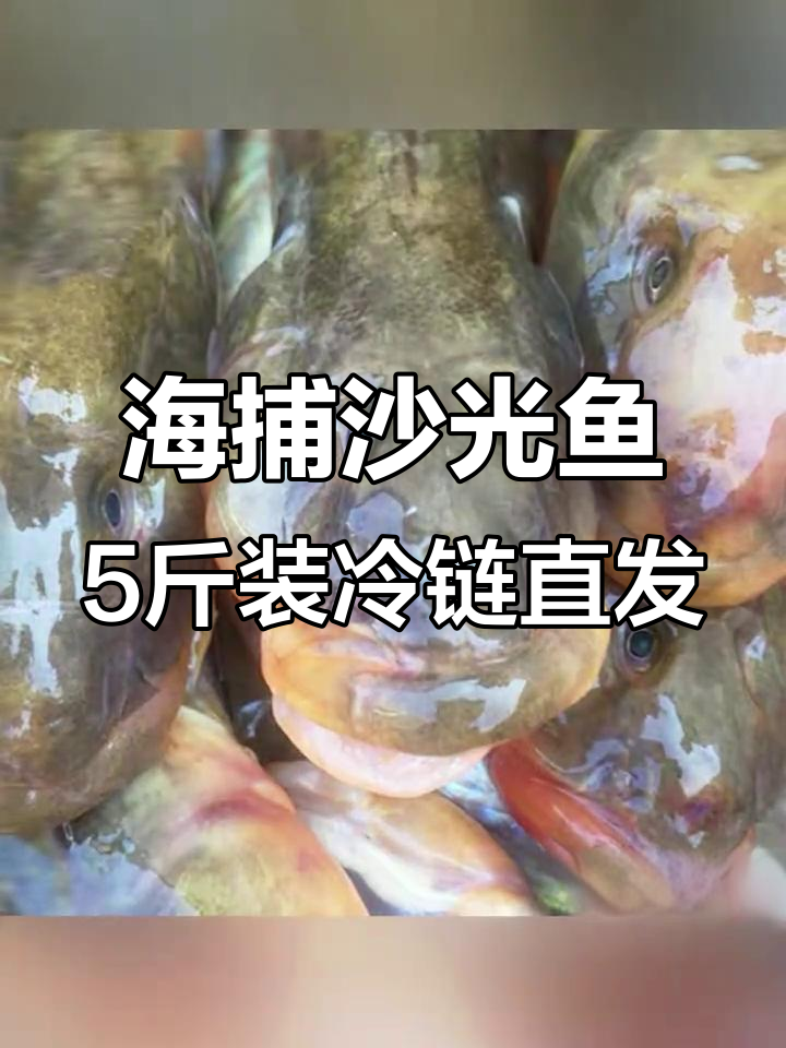 连云港海捕沙光鱼,鲜嫩美味不容错过