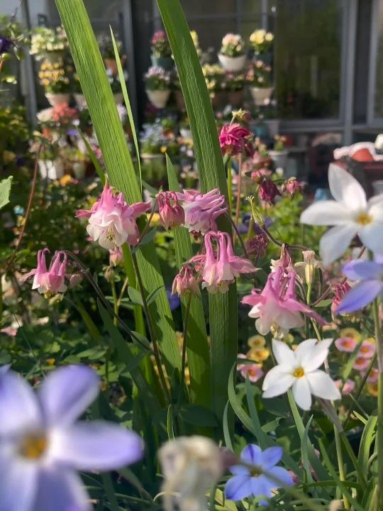 今日花卉推荐—耧斗菜