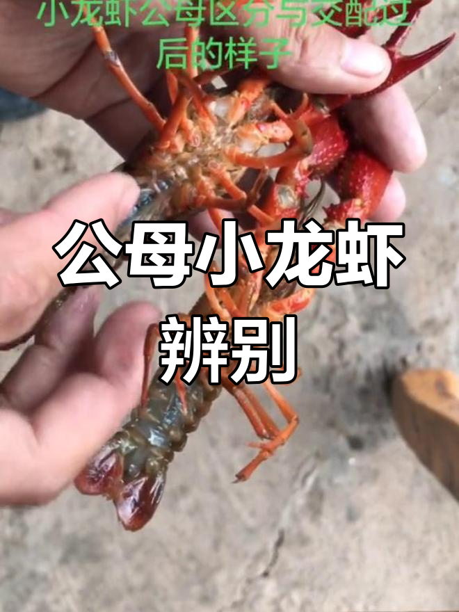 小龙虾公母区分技巧