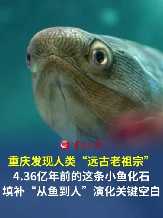 重庆发现4.36亿年前最早完整硬骨鱼化石 #重庆发现人类远古老祖宗4.36亿年前的这条小鱼